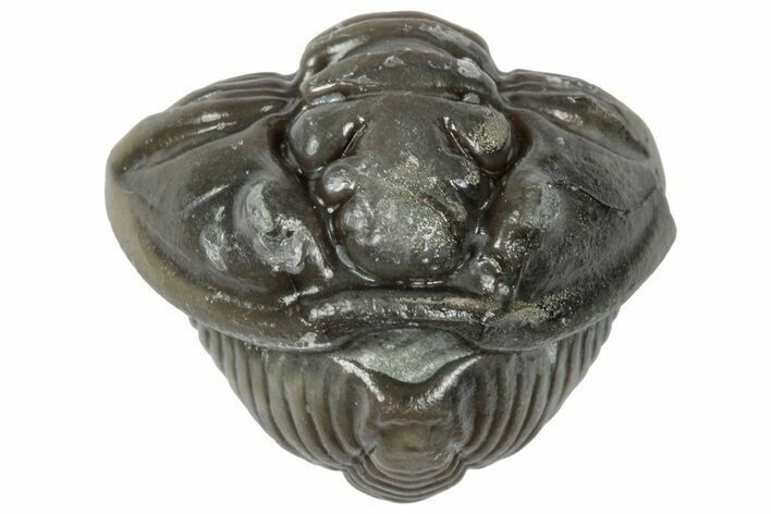 Wide Enrolled Flexicalymene Trilobite - Mt Orab, Ohio #358084